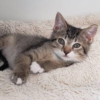Fletcher (bonded w/ Fish) -  Domestic Short Hair Cat for Adoption in Oakland, California - Fletcher (bonded W/ Fish) | PetCurious