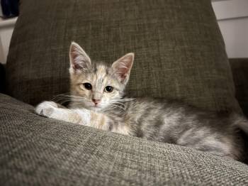 Piggles -  Domestic Short Hair Cat for Adoption in Fruit Heights, Utah - Piggles | PetCurious