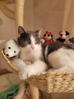 Rescue American Shorthair Cats for Adoption - Lucy | PetCurious