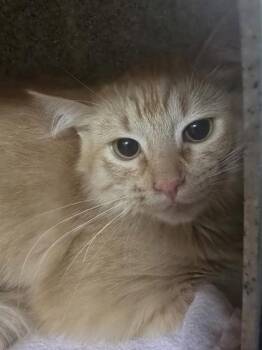 Darwin -  Domestic Medium Hair and Domestic Short Hair Cat for Adoption in Missoula, Montana - Darwin | PetCurious