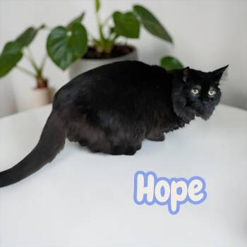 Hope - timid senior -  Domestic Long Hair Cat for Adoption in Chuckey, Tennessee - Hope - Timid Senior | PetCurious