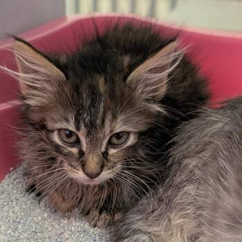 Shally -  Domestic Medium Hair Cat for Adoption in Buchanan Dam, Texas - Shally | PetCurious