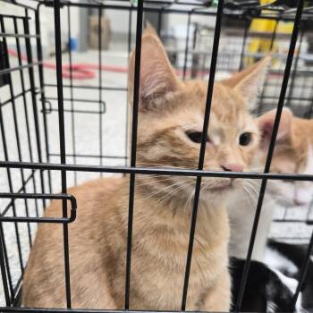 Comet -  Domestic Short Hair Cat for Adoption in Salt Lake City, Utah - Comet | PetCurious