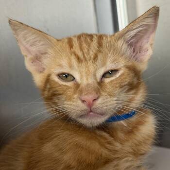 Ballack -  Domestic Short Hair Cat for Adoption in Los Angeles, California - Ballack | PetCurious