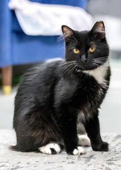 Tracy -  Domestic Short Hair Cat for Adoption in Buford, Georgia - Tracy | PetCurious