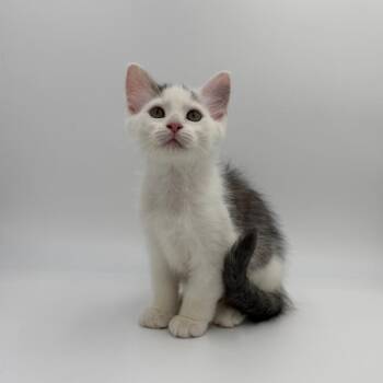 Herbalife -  Domestic Long Hair Cat for Adoption in State College, Pennsylvania - Herbalife | PetCurious