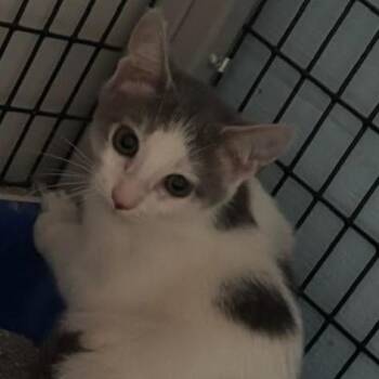 Beans (26-3686) -  Domestic Short Hair Cat for Adoption in Gordonsville, Tennessee - Beans (26-3686) | PetCurious