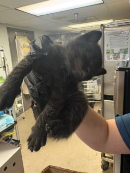 Pomni -  Domestic Short Hair Cat for Adoption in Cincinnati, Ohio - Pomni | PetCurious