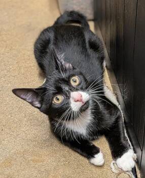 Oliver w/Arthur (FCID 08/19/26-535 Millsboro PS) C -  Domestic Short Hair Cat for Adoption in Greenville, Delaware - Oliver W/Arthur (FCID 08/19/26-535 Millsboro PS) C | PetCurious