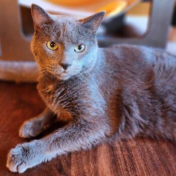 Rescue Russian Blue Cats for Adoption in New York, New York - Smokey | PetCurious