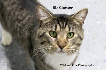Sir Chester -  Domestic Short Hair and Tabby Cat for Adoption in Morehead, Kentucky - Sir Chester | PetCurious