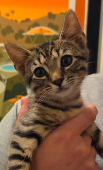 Noel -  Domestic Short Hair Cat for Adoption - Noel | PetCurious