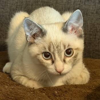 Ollie -  Siamese and Domestic Medium Hair Cat for Adoption in Brighton, Missouri - Ollie | PetCurious