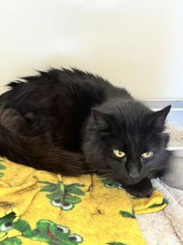 Domestic Long Hair Cats Available for Adoption - Flash 51749 | PetCurious