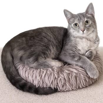 Noni -  Domestic Short Hair Cat for Adoption in Fort Worth, Texas - Noni | PetCurious