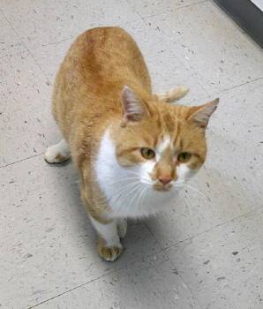 Domestic Short Hair Cats Available for Adoption - SAWDUST | PetCurious