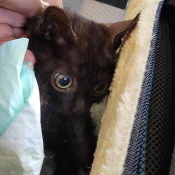 Domestic Short Hair Cats Available for Adoption in New Orleans, Louisiana - King Cake | PetCurious