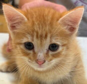 Domestic Short Hair Cats Available for Adoption in Elizabethton, Tennessee - OMEGA | PetCurious