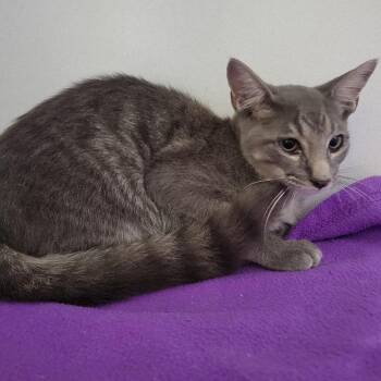 (Found) Oscar -  Domestic Short Hair Cat for Adoption in Cabot, Arkansas - (Found) Oscar | PetCurious