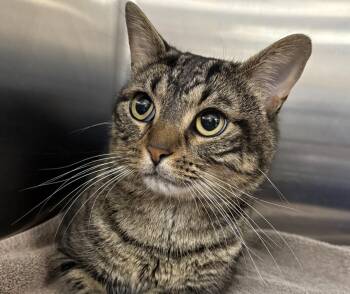 Serge -  Domestic Short Hair Cat for Adoption in Richmond Hill, Ontario - Serge | PetCurious