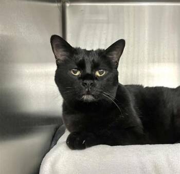 Rescue Domestic Short Hair Cats for Adoption in Montreal, Quebec - Coralie | PetCurious