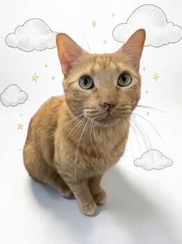 Orzo - very sweet -  Domestic Short Hair Cat for Adoption in Austin, Texas - Orzo - Very Sweet | PetCurious