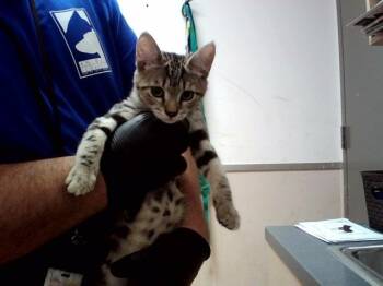 BISCOTTI -  Domestic Short Hair Cat for Adoption in Martinez, California - BISCOTTI | PetCurious