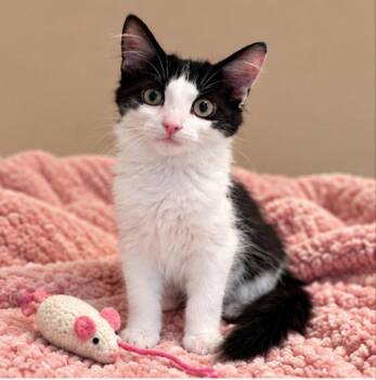 May -  Domestic Medium Hair Cat for Adoption in Knoxville, Tennessee - May | PetCurious