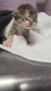 61231230 -  Domestic Short Hair Cat for Adoption in El Paso, Texas - 61231230 | PetCurious