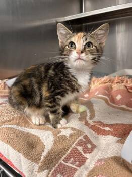 Early Riser -  Domestic Short Hair Cat for Adoption in Richmond, Virginia - Early Riser | PetCurious
