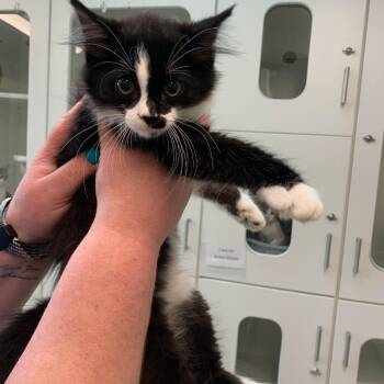 Angela -  Domestic Medium Hair Cat for Adoption in Jasper, Indiana - Angela | PetCurious