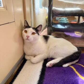 Luca -  Domestic Short Hair Cat for Adoption in Agoura Hills, California - Luca | PetCurious
