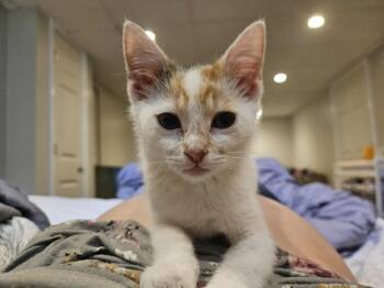 Rescue Domestic Short Hair Cats for Adoption in Lorain, Ohio - Bean | PetCurious