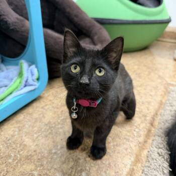 Domestic Short Hair Cats Available for Adoption - Cassette | PetCurious