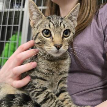 Strips -  Domestic Short Hair Cat for Adoption in Renton, Washington - Strips | PetCurious