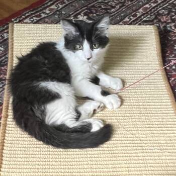 Zorro -  Domestic Long Hair Cat for Adoption in New Bern, North Carolina - Zorro | PetCurious