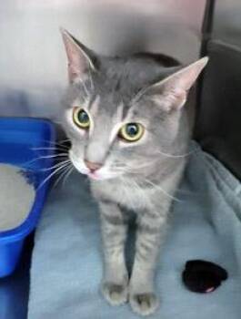 Walrus -  Domestic Short Hair Cat for Adoption in Fishers, Indiana - Walrus | PetCurious