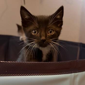 American Shorthair Cats Available for Adoption in Beaverton, Oregon - Larry | PetCurious