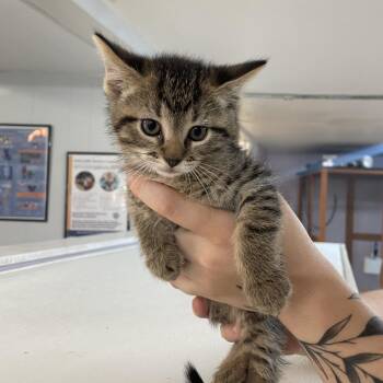 Justin Kohl -  Domestic Short Hair Cat Available for Adoption in Madison, Wisconsin - Justin Kohl | PetCurious