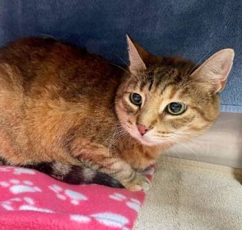 ITTY BITTY -  Domestic Short Hair Cat for Adoption in Alameda, California - ITTY BITTY | PetCurious