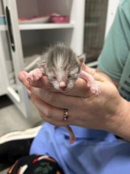 Aisling -  Domestic Short Hair Cat for Adoption in Chattanooga, Tennessee - Aisling | PetCurious