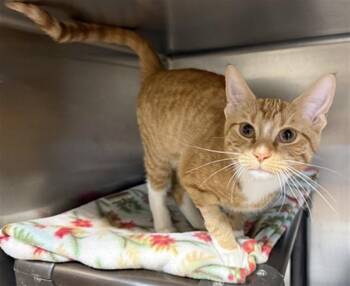 Domestic Short Hair Cats Available for Adoption in Aurora, Illinois - RADDIANT | PetCurious