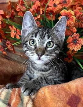 6/17/26 Sunny -  Domestic Short Hair Cat for Adoption in Stillwater, Oklahoma - 6/17/26 Sunny | PetCurious