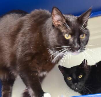 Rescue Domestic Short Hair Cats for Adoption in Sunrise, Florida - Bart | PetCurious