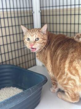 Molson -  Domestic Short Hair Cat for Adoption in Green River, Wyoming - Molson | PetCurious