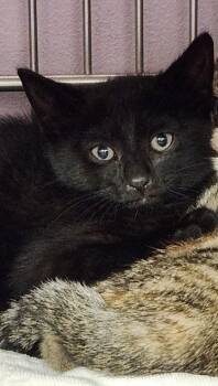 Georgie -  Domestic Short Hair Cat for Adoption in Vancouver, Washington - Georgie | PetCurious