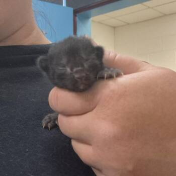 Domestic Short Hair Cats Available for Adoption in Ardmore, Oklahoma - Hazel | PetCurious