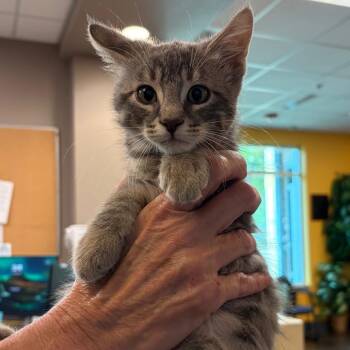 Leo -  Domestic Short Hair Cat for Adoption in Norman, Oklahoma - Leo | PetCurious