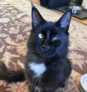 Fritz -  Maine Coon Cat for Adoption in Cincinnati, Ohio - Fritz | PetCurious