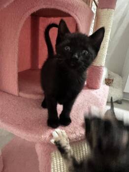 Domestic Short Hair Cats Available for Adoption in Brewster, New York - Harper | PetCurious